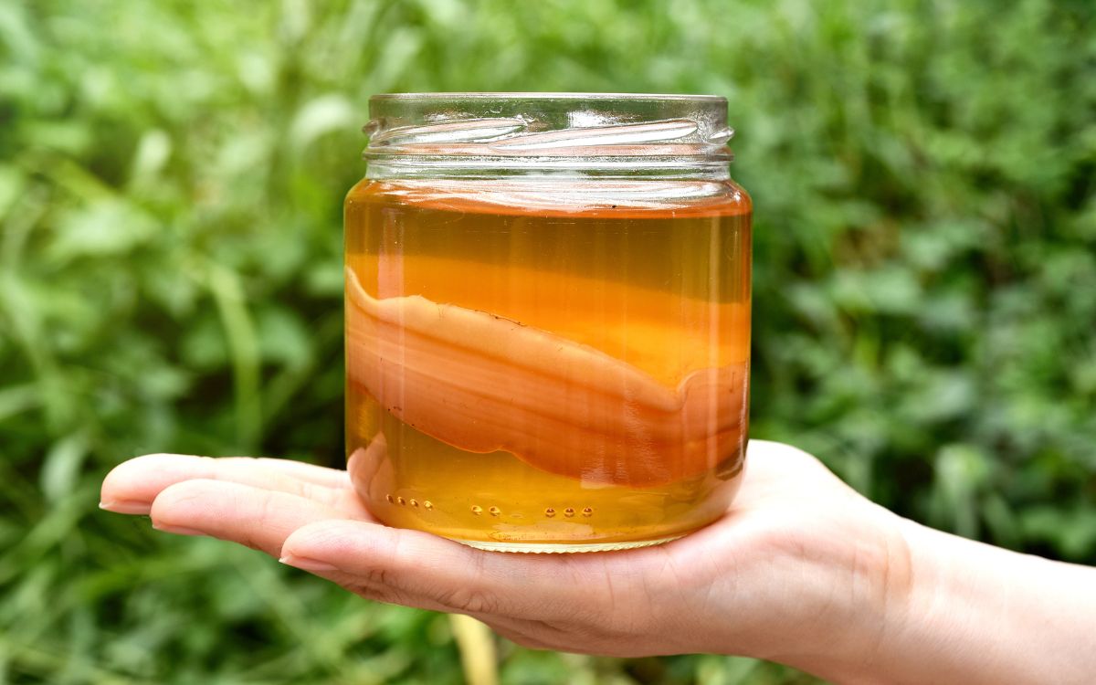comprar kombucha